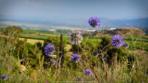 purple thistle photo with hula valley in background