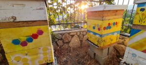 bee hives and old grapes at sunset